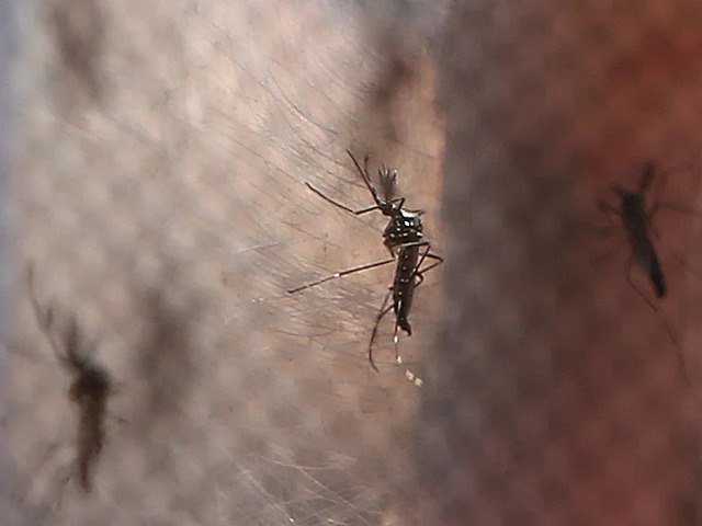 Casos de dengue crescem 35,4% no primeiro bimestre de 2022 no Brasil