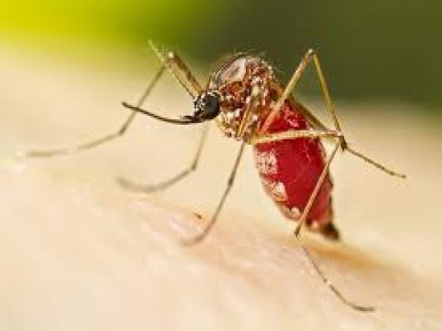 Dengue; So Paulo declara situao de emergncia aps 31 mortes 