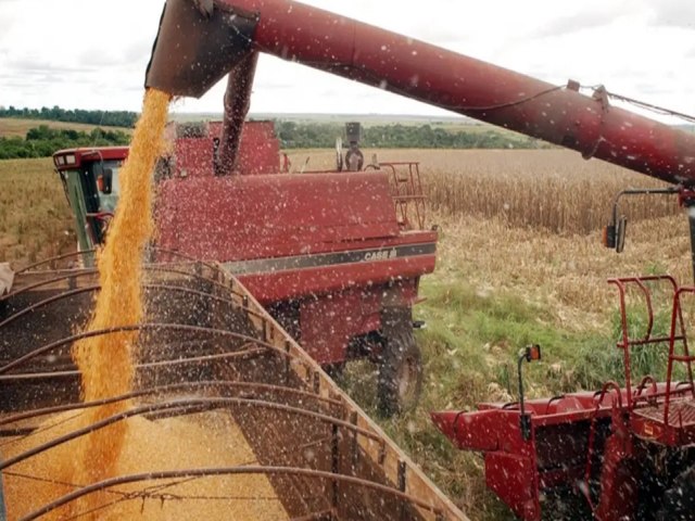 Durante a entressafra, os preos do trigo permanecem estveis, com poucas flutuaes