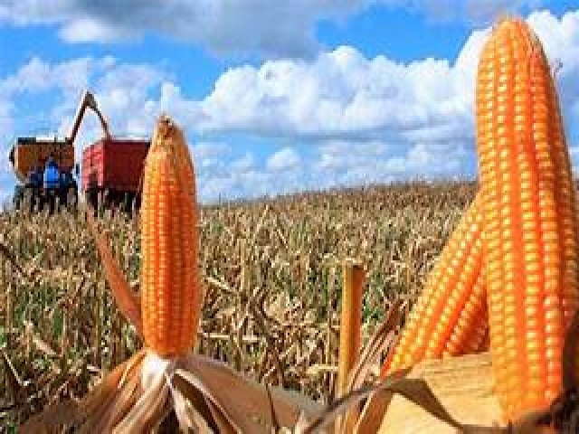 As cotaes do milho continuam em queda ao longo do ms de abril