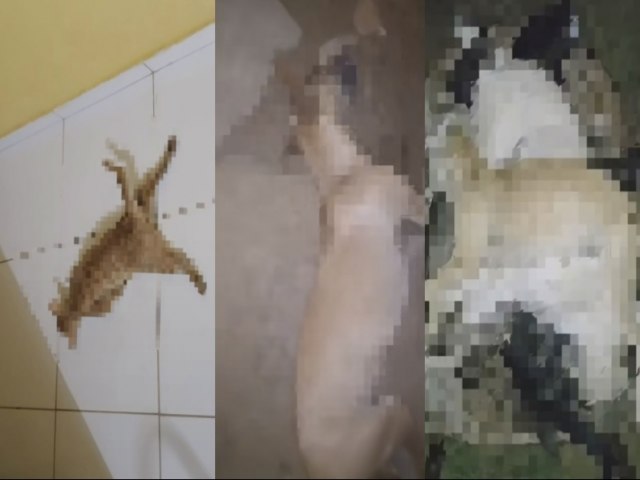 Matana de animais envenenados abala comunidade da Agrovila 02 do Projeto Fulgncio, em Santa Maria da Boa Vista