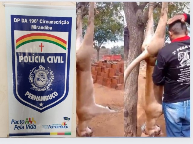 Investigação da Polícia Civil de Mirandiba resultou na identificação dos responsáveis pelo abate da onça.