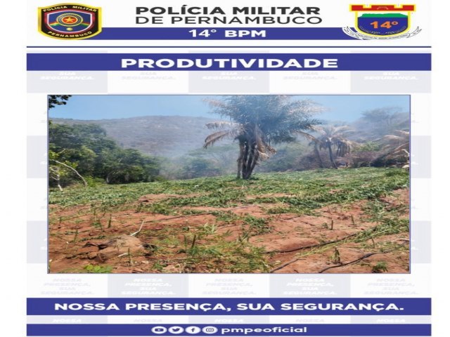 Plantao de maconha  erradicada pela polcia militar na Vila Cana em Triunfo no Serto de PE