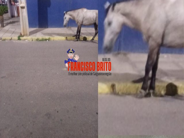 Alerta vdeo revela cavalo em risco de acidente ao atravessar a avenida Antnio Anglim em Salgueiro