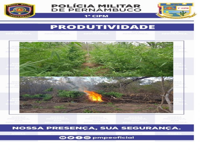 Ao da Polcia Militar e Civil erradica plantio de maconha na Fazenda Poo do Boi em Floresta no Serto de PE