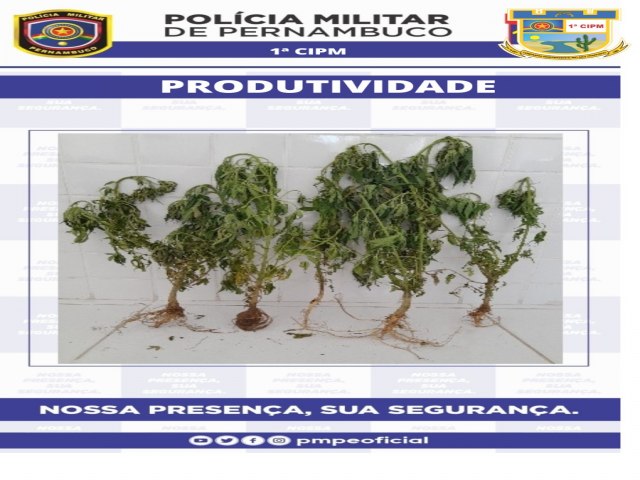 Policiais Militares da 1CIPM erradicam plantio de maconha na zona rural de Belm do So Francisco