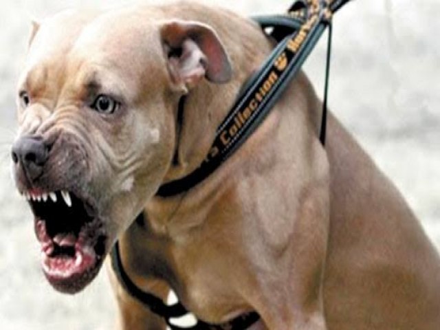 Cachorro solto ataca moradores e crianças no bairro da Primavera em Salgueiro - Blog do Francisco Brito 