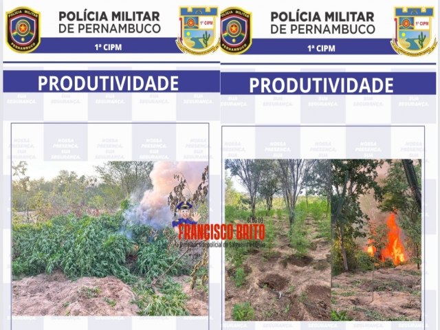 Policiais militares da 1ª CIPM erradicam 22 mil pés de maconha em operação no Poço da Pedra 1 e 2, zona rural de Floresta