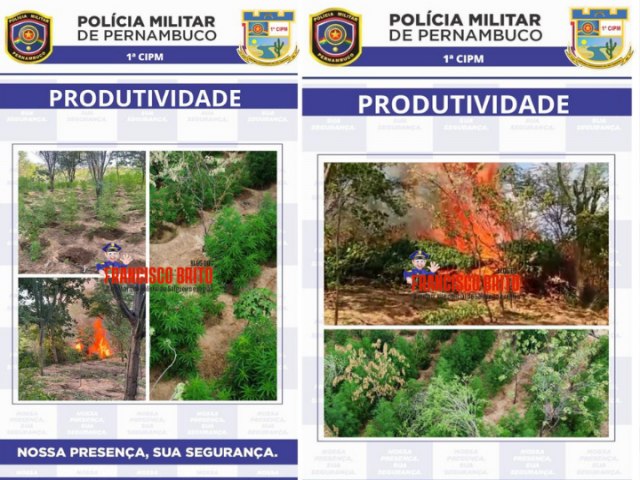Policiais Militares da 1°CIPM erradicam mais duas plantações de maconha na zona rural de Floresta.