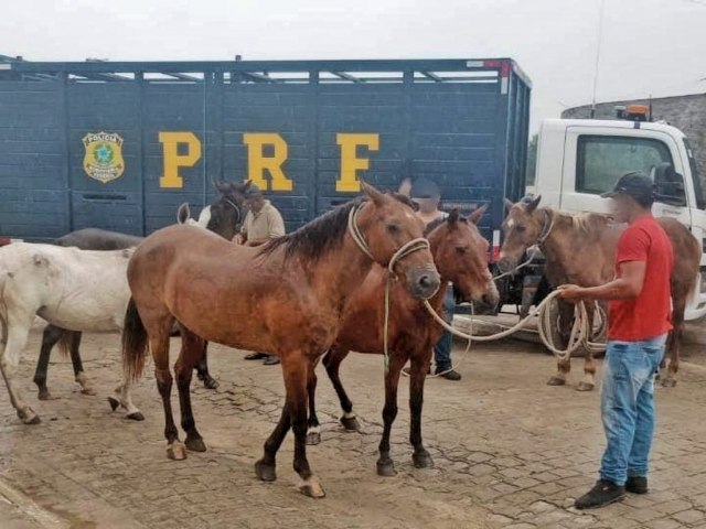PRF realiza operação de recolhimento de animais no Agreste e Sertão de Pernambuco