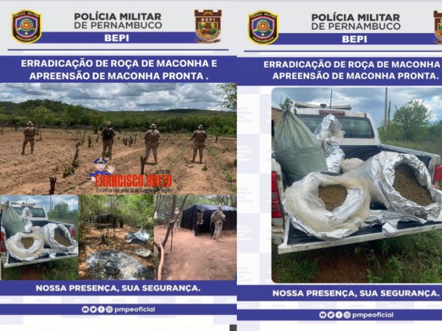 Polícia Federal e BEPI erradica plantio de maconha com mais de 25 mil pés e apreende 57 Kg durante operação no Sertão 