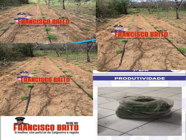 Polcia militar do 7BPM erradica grande plantio de maconha com aproximadamente 100 mil ps em Ouricuri.