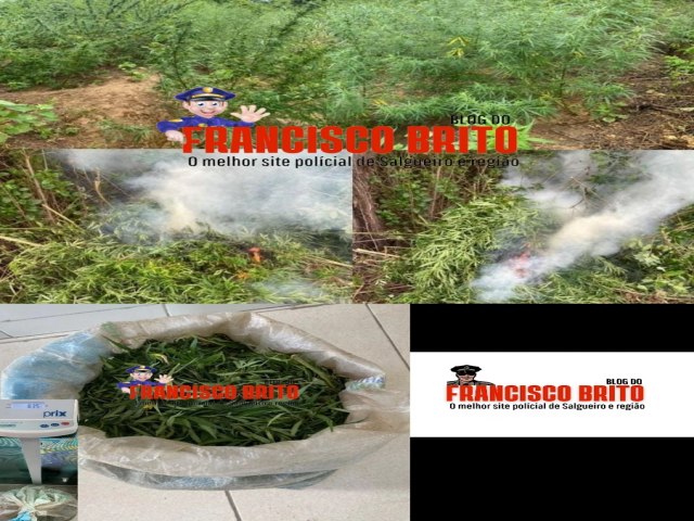 Polcia Militar e Federal erradicam plantio de maconha e apreendem mais de 8 kg pronta para consumo em Cabrob