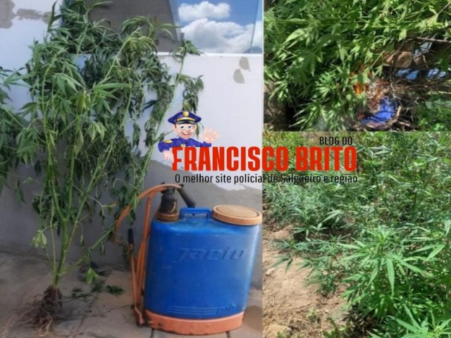 GATI da 2 CIPM erradica plantio de maconha na Fazenda Barrinha em Oroc - Blog do Francisco Brito 