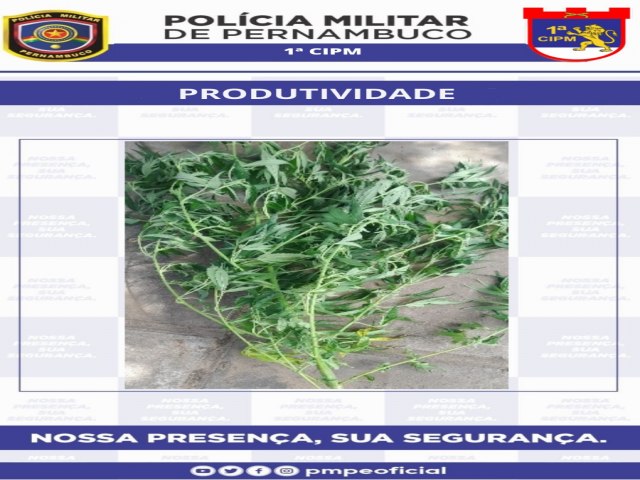 Polcia Militar erradica plantio de maconha pertencente a famlia do trfico presa em Floresta.