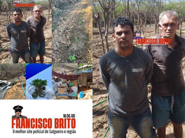Traficantes naturais de Carnaubeira da Penha e Floresta so presos em plantio de maconha com 100 mil ps em Bodoc