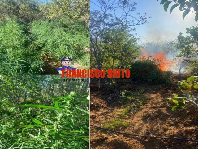 Plantio de maconha  erradicado pela Polcia Federal e Militar do GATI na zona rural de Oroc.