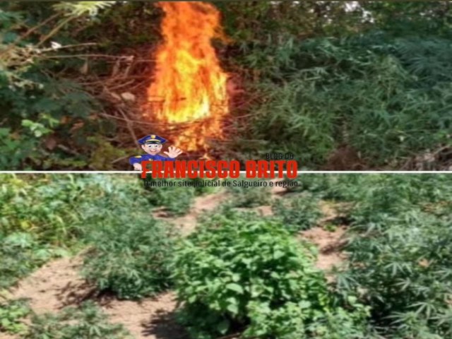 Mais um plantio de maconha  erradicado pela Polcia Federal e GATI da 2CIPM em Oroc.