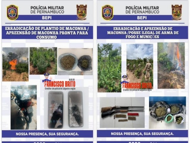 Exclusivo: BEPI e Polcia Federal erradicam plantios de maconha e prendem traficantes em Floresta e Flores