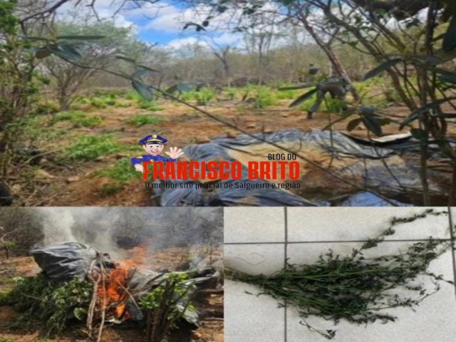 Plantio de maconha  erradicado pela Polcia Federal e GATI da 2CIPM na zona rural de Cabrob