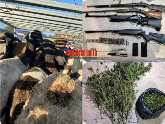Polcia Militar recupera 17 bodes roubados, incinera roado de maconha e apreende armas em Ouricuri.