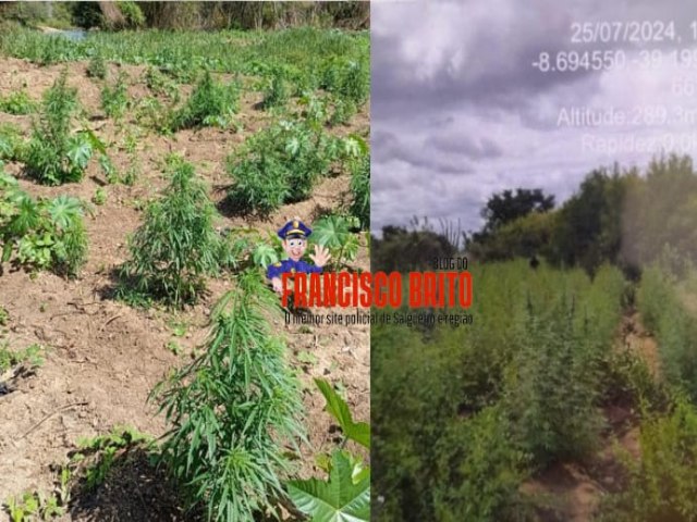 Policiais militares erradicaram trs plantios de maconha na Ilhotas  zona rural de Belm do So Francisco