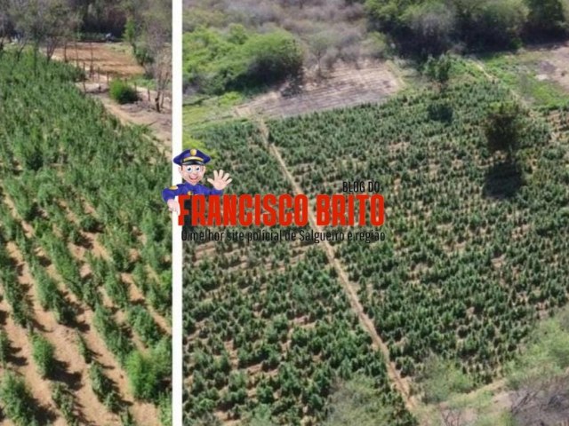 GATI e Polcia Federal erradicam plantio de maconha com 62 mil ps na zona rural de Belm do So Francisco