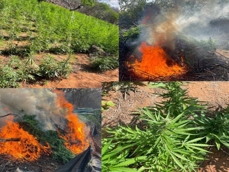 Polcia Militar e Polcia Federal erradicam quase 16 mil ps de maconha em Cabrob