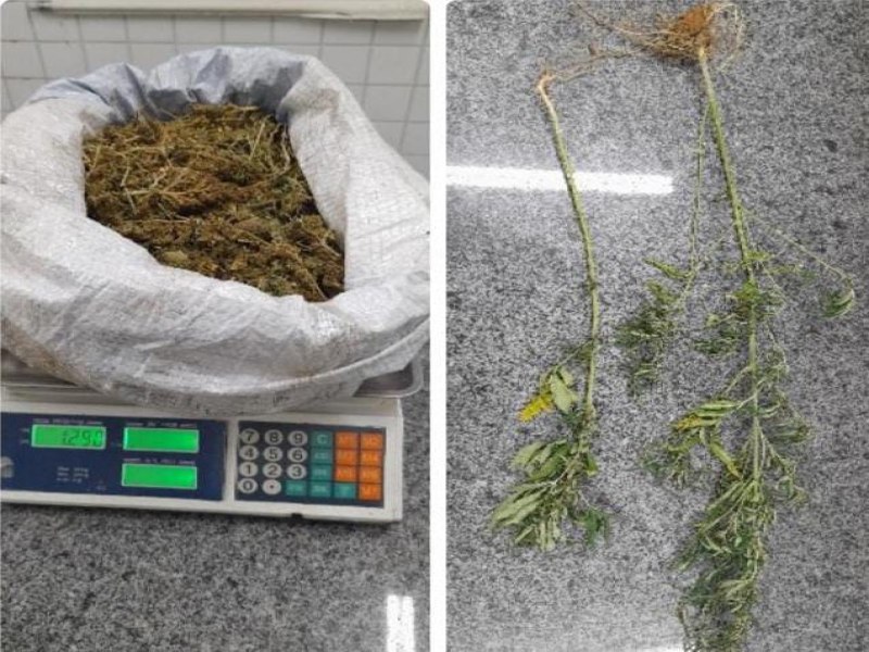 Polcia Militar da 1 CIPM erradica plantio de maconha e prende traficante em Carnaubeira da Penha