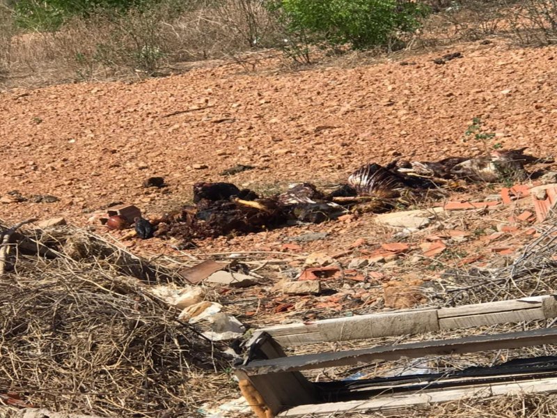 Moradores do Bairro Divino em Salgueiro reclamam de forte odor de restos de animais mortos usados em rituais