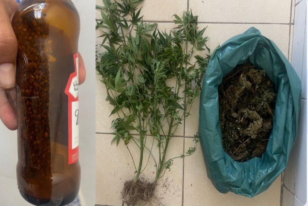 Pol�cia Militar erradica planta��o de maconha e apreende drogas na Aldeia Caititu, zona rural de Cabrob�