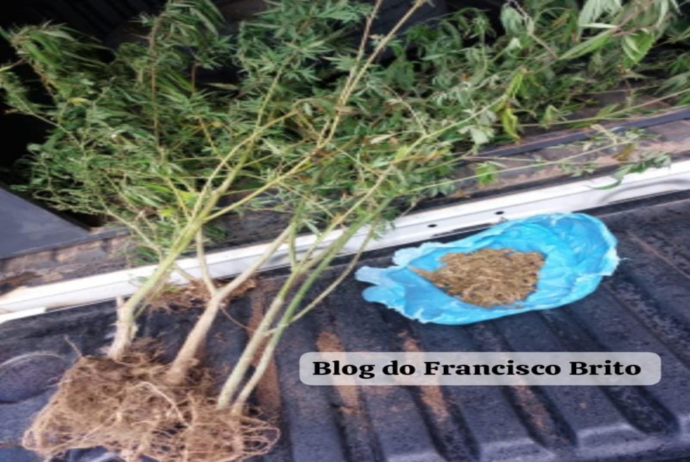 Pol�cia Militar encontra plantio de maconha e apreende drogas na zona rural de Trindade