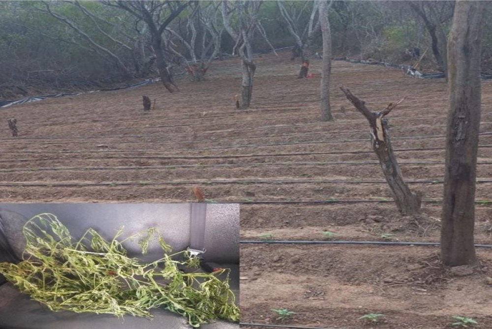 Polícia Militar erradica quase 14 mil pés de maconha em Carnaubeira da Penha Polícia Militar erradica quase 14 mil pés de maconha em Carnaubeira da Penha