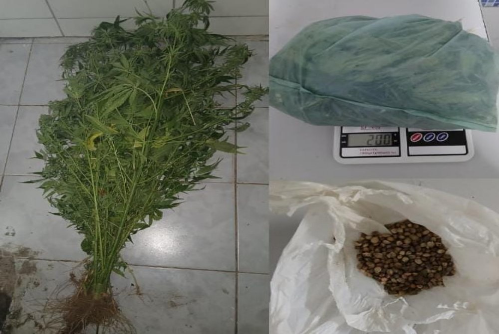 Pol�cia Militar erradica planta��o de maconha e apreende drogas em Cabrob�