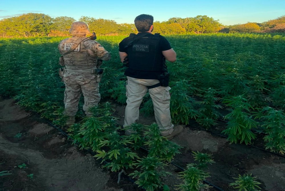 Pol�cia Civil e BEPI erradicam planta��o com cerca de 56 mil p�s de maconha na zona rural de Cabrob�