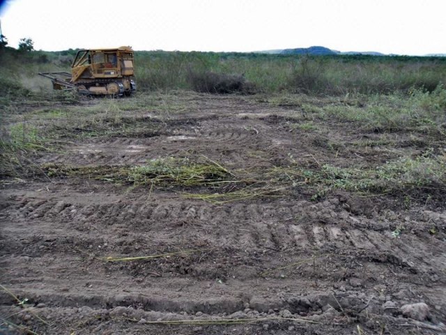 o Piau est entre as cinco que mais desmataram reas de caatinga no Brasil