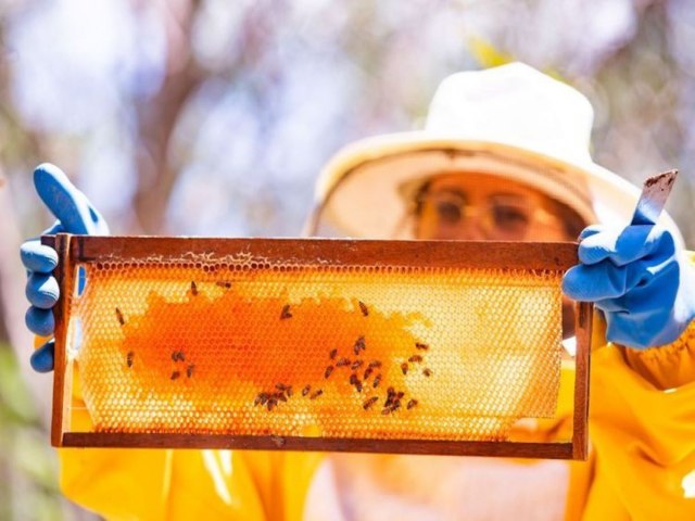 Apicultura do Piau garante o sustento de mais de 10 mil famlias