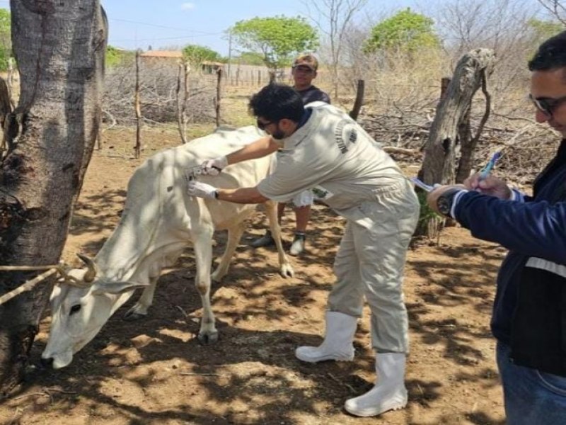 Piau inicia maior estudo epidemiolgico para diagnstico de tuberculose e brucelose em bovinos