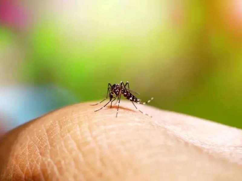 Dengue: Piau tem 29 municpios em estado de alerta