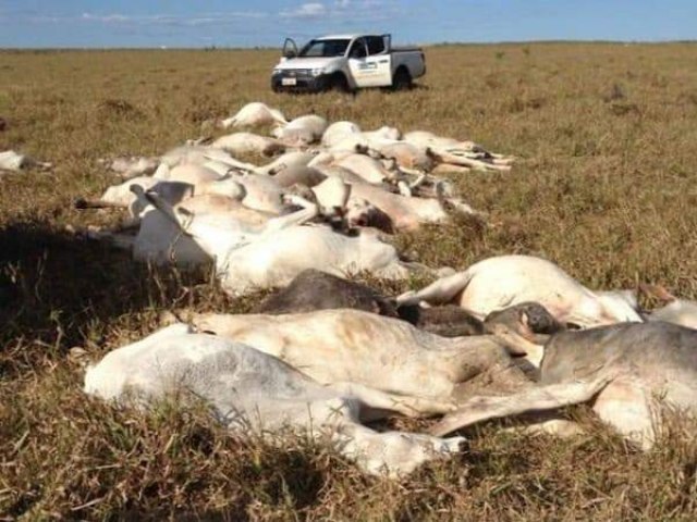 Mais de 2,7 Mil cabeças de gado morreram de frio em MS