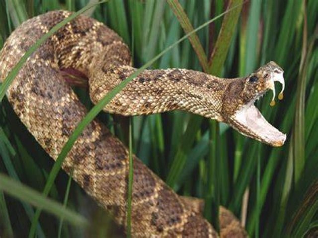 Fervedouro - Mulher  mordida por cobra invisvel e quase morre na colheita de caf na zona rural
