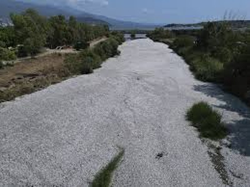 Cem toneladas de peixes mortos aparecem em orla de cidade na Grcia