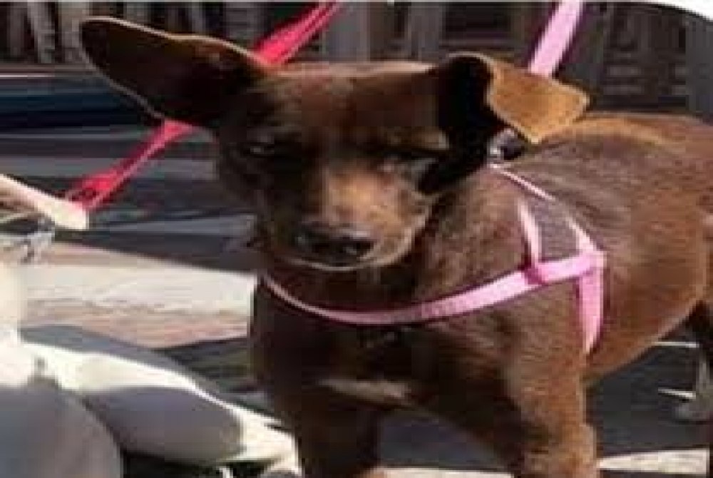 Vizinho mata cadela com chute e afirma que 'quis matar por n�o gostar de cachorros' em MG