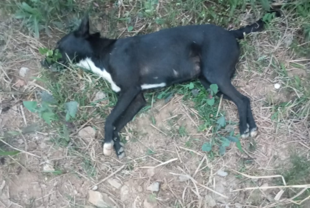Imagem da Not&iacute;cia Mais um cachorro morre atropelado e moradores voltam a cobrar quebra-molas em S�o Jo�o do Manhua�u