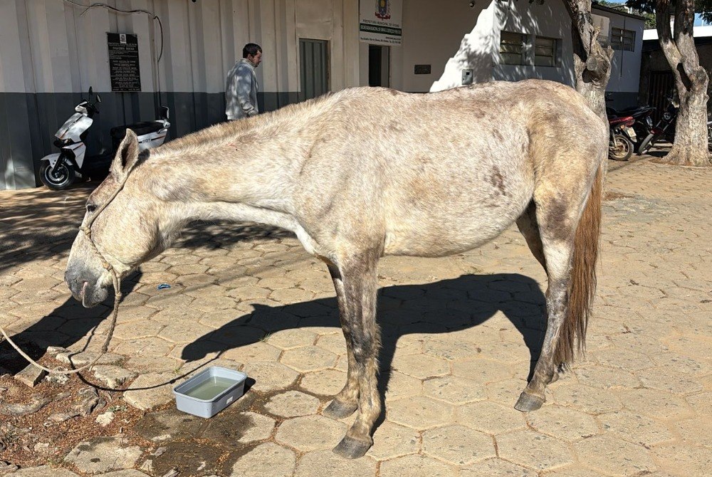 Fiscaliza��o apreende animal de grande porte solto na Rua Rosalina Pereira em Divino
