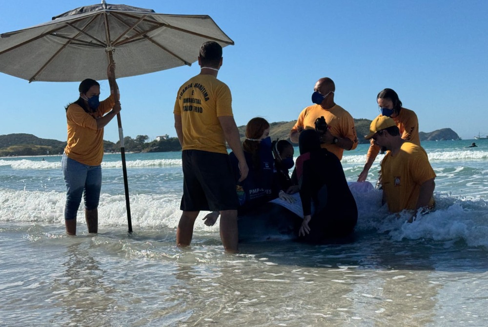 Imagem da Not&iacute;cia Cachalote-pigmeu encalha pela terceira vez na Praia do Forte e mobiliza equipes em Cabo Frio