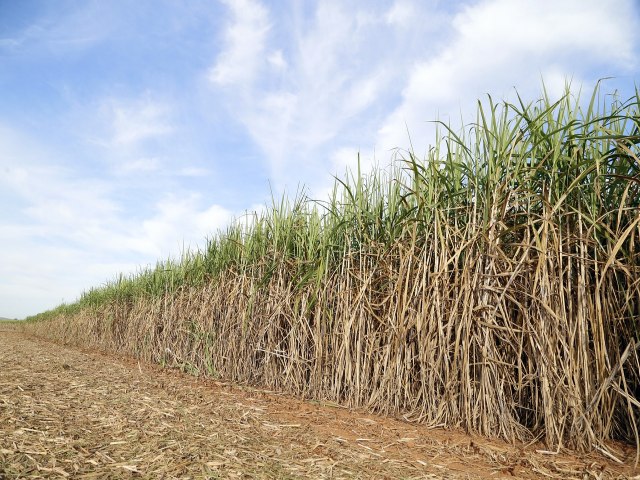 Como os Biocombustveis Podem Acelerar a Descarbonizao do Brasil