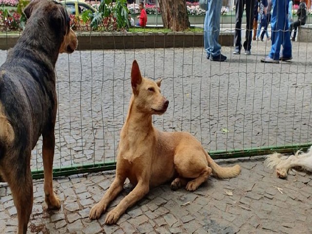 Parque Halfeld recebe evento de adoo responsvel neste sbado, 10