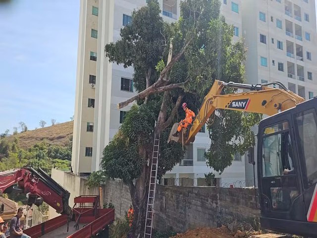 Trabalhador morre prensado por galho enquanto cortava rvore de 10 metros de altura em MG