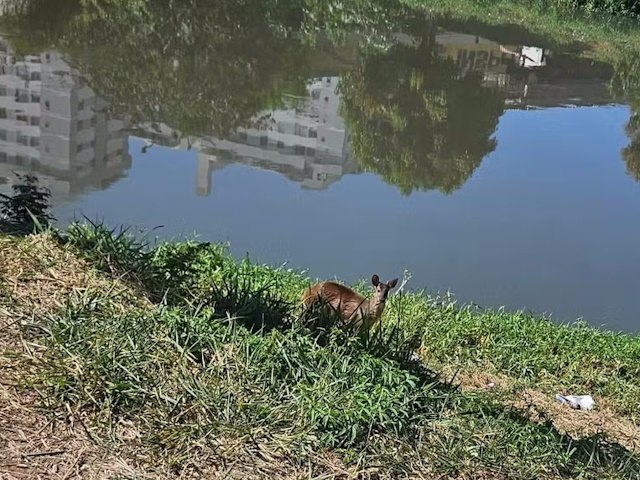 Cervo  flagrado s margens do Rio Paraibuna, em Juiz de Fora